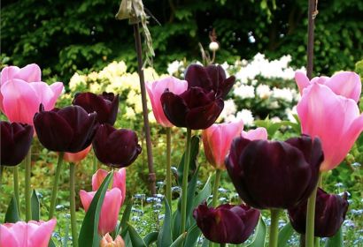 Der Gemeindebrief der St.Mariengemeinde Isernhagen für März 2025 - Mai 2025